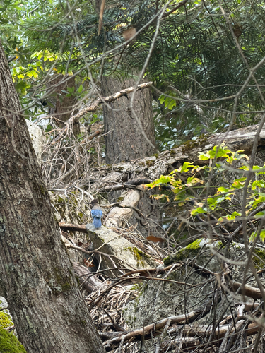 iNaturalist observation photo of Steller's Jay