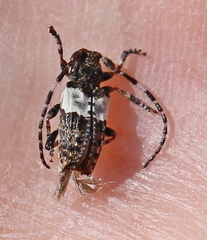 Pogonocherus hispidulus