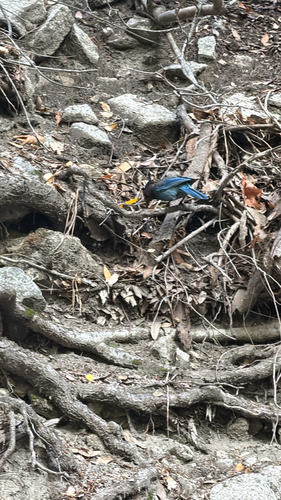 iNaturalist observation photo of Steller's Jay