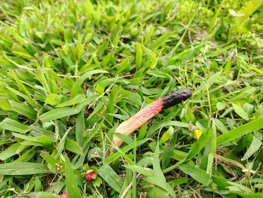Wrinkly Stinkhorn · August 2026 · photo: Photo: no rights reserved · iNaturalist