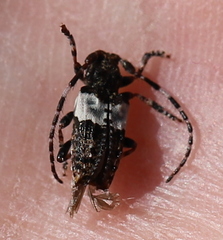 Pogonocherus hispidulus