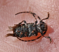 Pogonocherus hispidulus