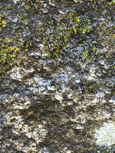 iNaturalist observation photo of Western Black Carpenter Ant