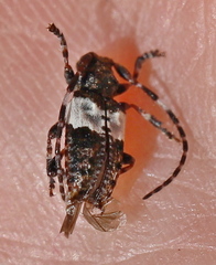 Pogonocherus hispidulus