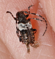 Pogonocherus hispidulus