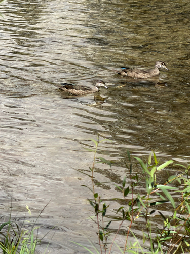 iNaturalist observation photo of Wood Duck