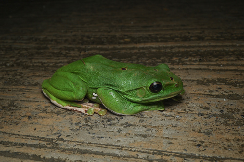 Chinese Flying Frog