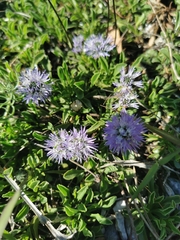 Globularia