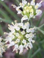 Hymenopappus artemisiifolius