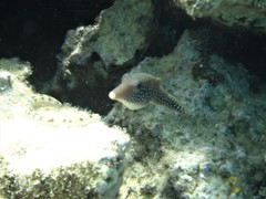 Canthigaster margaritata