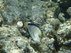 Acanthurus sohal