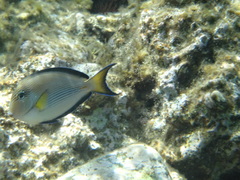 Acanthurus sohal