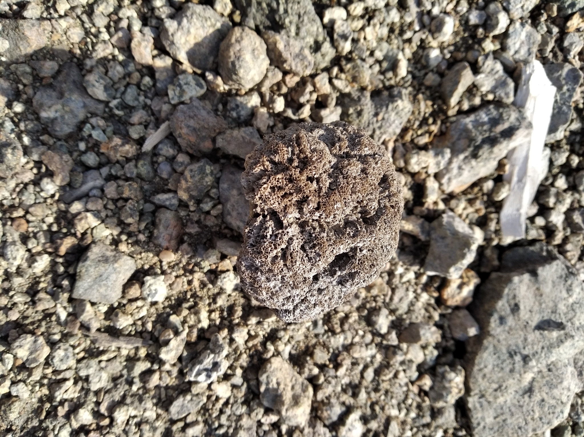 Plumatella fungosa (Pallas, 1768)