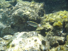 Thalassoma rueppellii