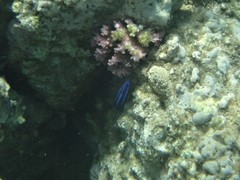 Labroides dimidiatus