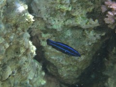 Labroides dimidiatus