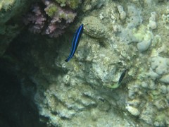 Labroides dimidiatus