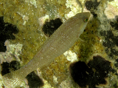 Symphodus cinereus