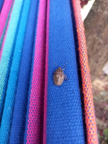 Mottled Stink Bug