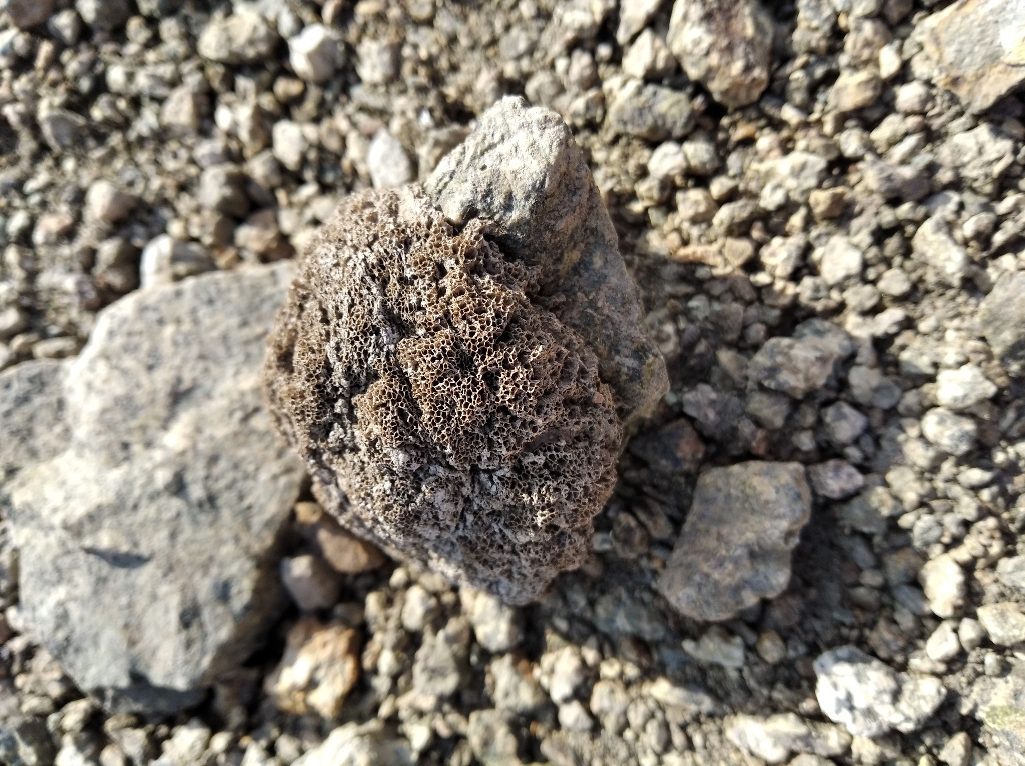 Plumatella fungosa (Pallas, 1768)