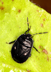 Adomerus biguttatus
