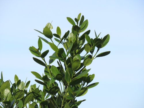 Olea capensis, photograph 1