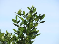 (c) Christiaan Viljoen, some rights reserved (CC BY) Olea capensis, photograph (c) Christiaan Viljoen, some rights reserved (CC BY)