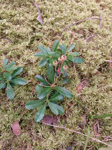 pipsissewa