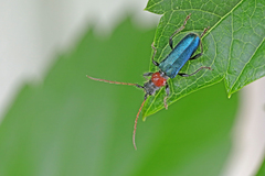 Cartallum ebulinum