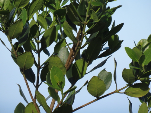 Olea capensis