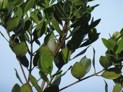 Olea capensis