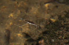 Gerris gracilicornis