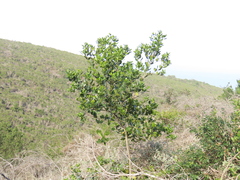 (c) Christiaan Viljoen, some rights reserved (CC BY) Olea capensis, photograph (c) Christiaan Viljoen, some rights reserved (CC BY)
