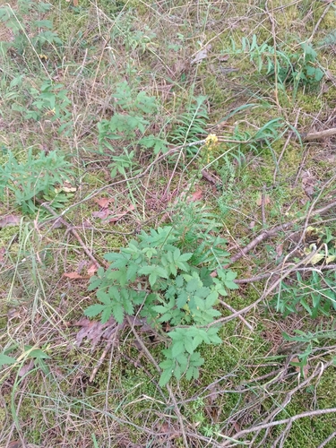 common agrimony