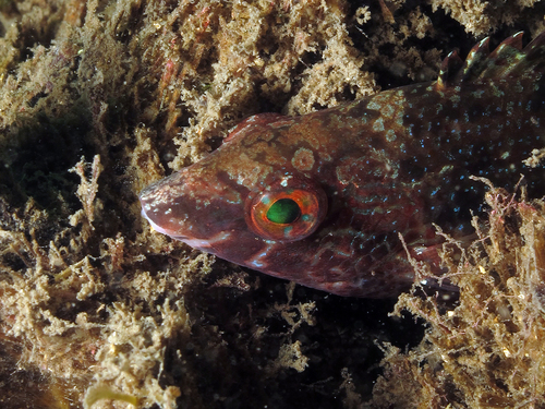 Grey Wrasse, photo 8 of 8