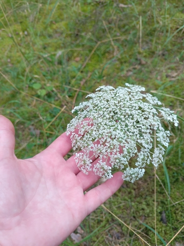 wild carrot