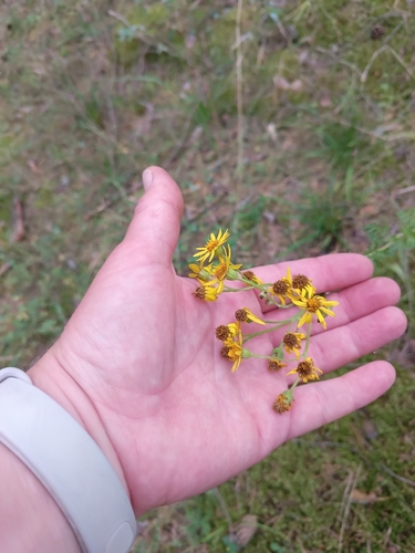 ragwort