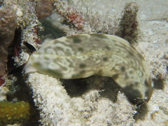 Plakobranchus papua
