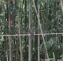 Hypsipetes amaurotis