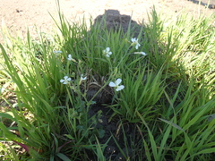 Raphanus raphanistrum raphanistrum