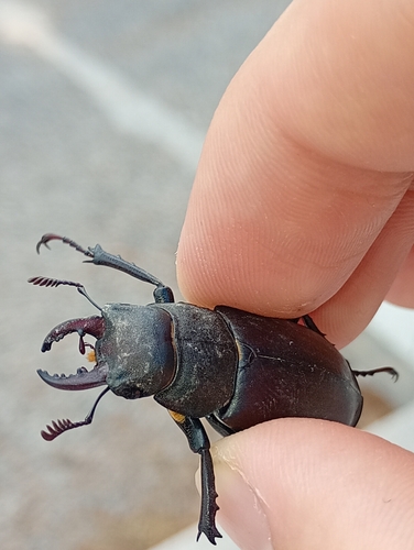 Lucanus tetraodon
