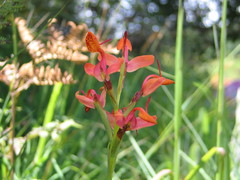 Disa erubescens
