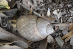 Megalobulimus oblongus