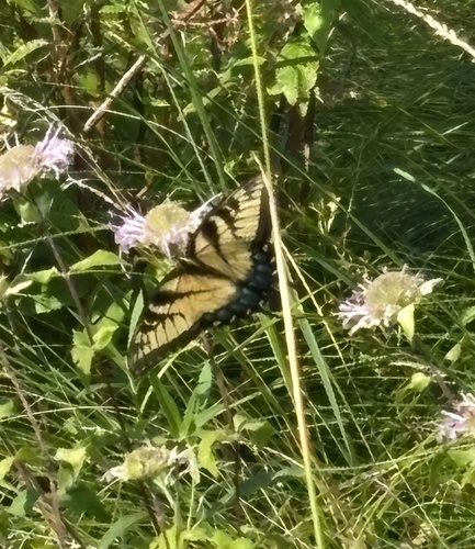 Eastern Tiger Swallowtail