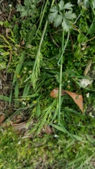 Poa bulbosa