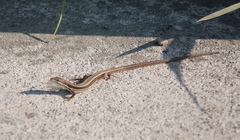Takydromus wolteri