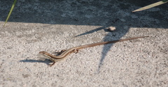 Takydromus wolteri