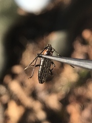 Stenosphenus notatus