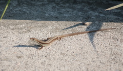 Takydromus wolteri