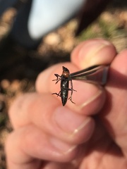 Stenosphenus notatus